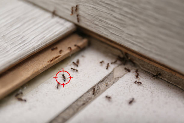 Best Ant Control Services  in Hemlock, MI