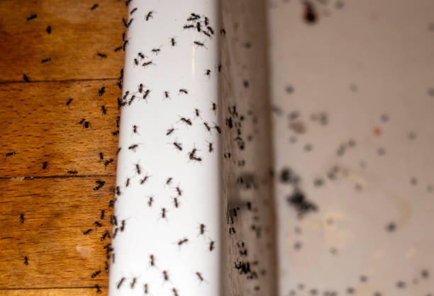 Wasp Removal Services in Hemlock, MI